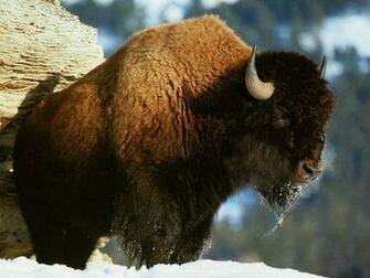 Bisons Wallpaper