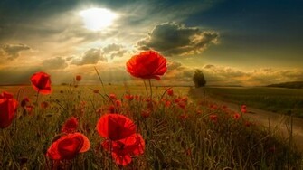Nature Full HD Wallpaper Desktop Background For