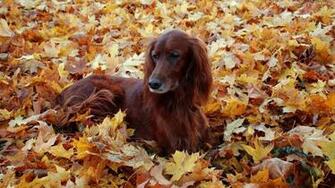Cocker Spaniel Background HD Desktop Wallpaper