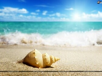 Seashells Wallpaper
