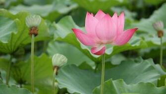 Pink Lotus Flower Wallpaper Pictures Image