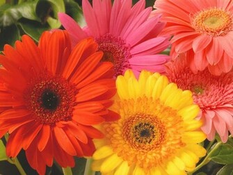 Wallpaper Orange Gerbera Daisy Flowers