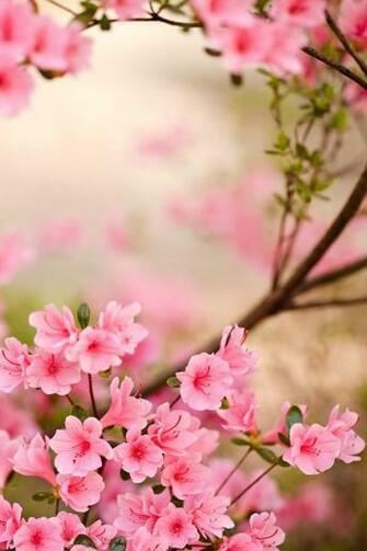 Spring Flowers Wallpaper 67nu1hg Wallperio