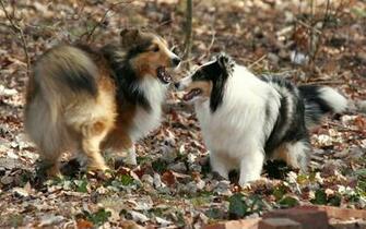 Sheltie Wallpaper