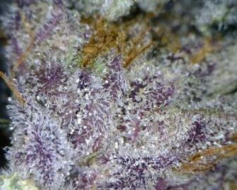 Purple Kush Wallpaper