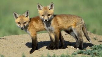 Cool Wallpaper Red Fox