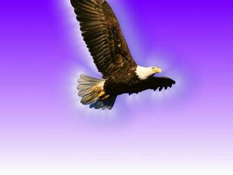 Flying Eagle Wallpaper HD In Animals Imageci