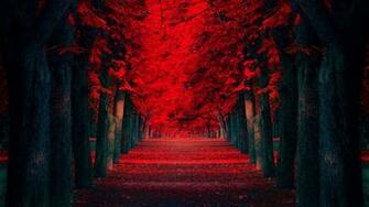 Red Leaves Beautiful Fall Landscapes HD Wallpaper