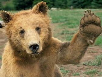 Bears Image Bear Wallpaper HD And Background Photos