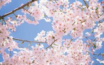 Cherry Blossom Background