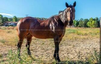Wallpaper Horse Barbed Wire Corral Image For Desktop Section