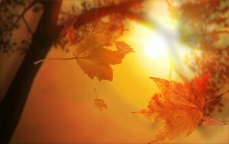 Autumn Leaves Background Beautiful