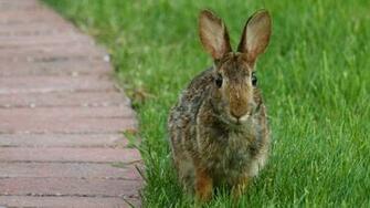 Ild Rabbits HD Wallpaper Background Image