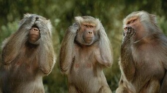 Funny Monkey Of Gandhiji HD Wallpaper