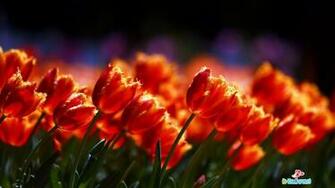 Flowers High Resolution Desktop Windows Wallpaper