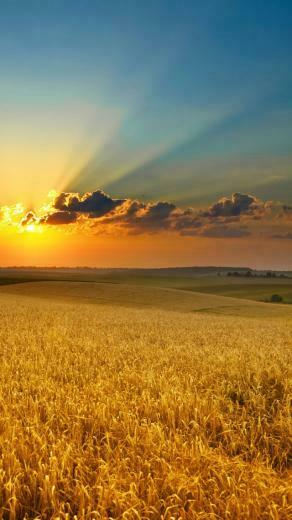 Golden Summer Field iPhone 5s Wallpaper