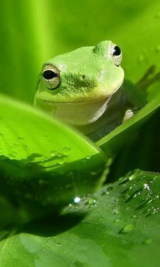 Frog Mobile Phone Wallpaper HD For Your Cell