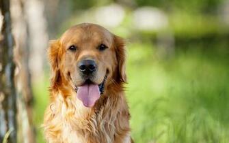 Golden Retriever Wallpaper HD