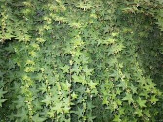 Hedera Helix English Ivy Pc Android iPhone And iPad Wallpaper