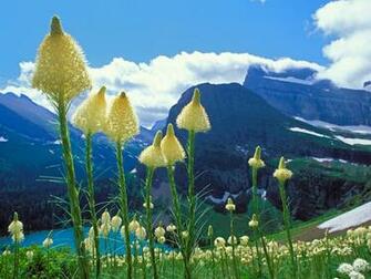 Glacier National Park Wallpaper Stock Photos