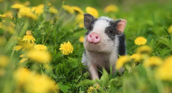 Top Cute Pig Wallpaper Full HD 4k To Use
