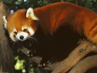 Red Panda Computer Wallpaper Desktop Background Id
