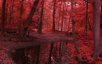 Fall Leaf Tree Autumn Red Leaves Nature HD Wallpaper