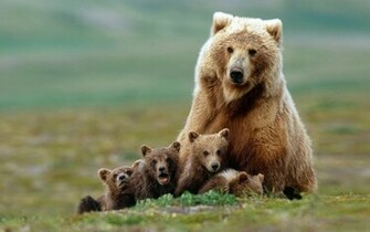 Baby Animals Desktop Background Image