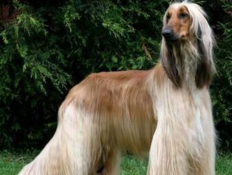 Afghan Hound Sasha Photo And Wallpaper Beautiful