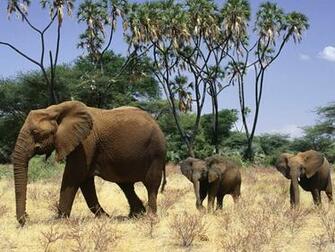 Wallpaper Elephant