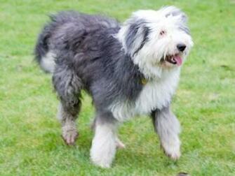Old English Sheepdog Lovely Wallpaper