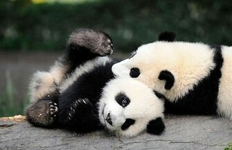 Panda Bear Links
