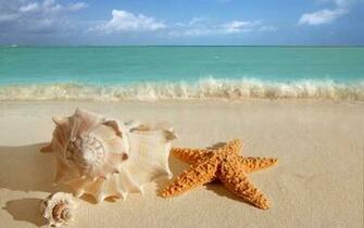 Big Sea Shells On The Beach Wallpaper