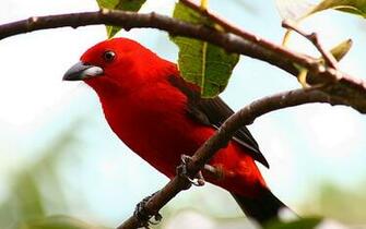 Red Cutest Sparrow Bird Nice Wallpaper HD Rocks