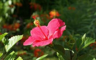Wallpaper Tropical Flowers Pin Flower Picture