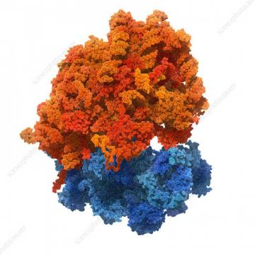 Human Ribosome Illustration Stock Image C049 Science