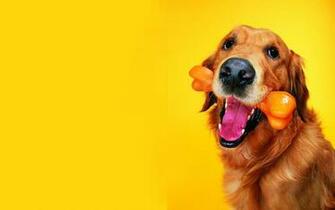 Dog Wallpaper Dogs