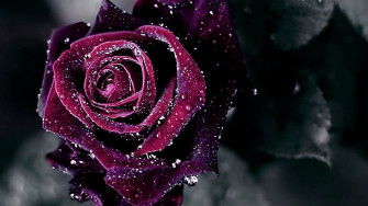 Purple Flower Close Wallpaper