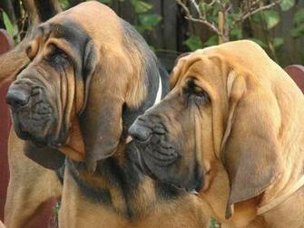 Bloodhound Wallpaper