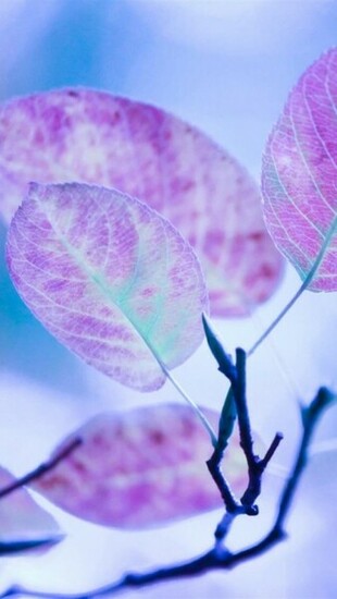 iPhone Wallpaper HD Cute Purple Leaves Background Image