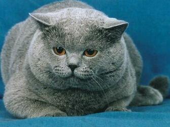 Description Cute Fat Cat HD Wallpaper Is A Hi Res For Pc