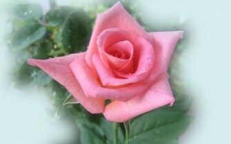Pink Rose Wallpaper