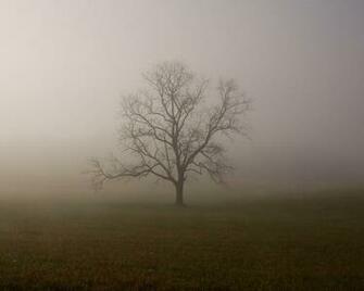 Tree In Mist Traveler Photo Contest National Geographic