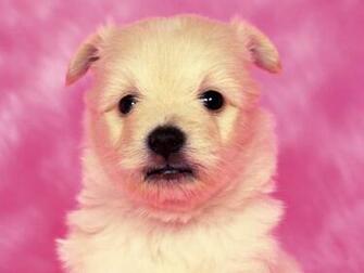 Dog Wallpaper Dogs