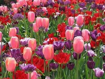 Field Of Tulips Wallpaper