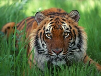 Wallpaper Animals Tiger Coolwallpaper Tigers