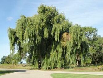 Beautiful Weeping Willow Tree Wallpaper Biggest I
