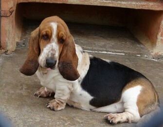 Basset Hound HD Wallpaper