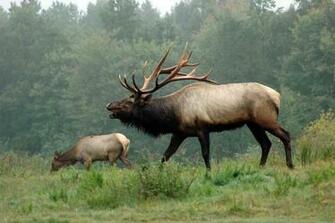 HD Wallpaper Elk