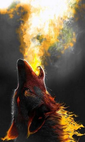 Wolf Wallpaper Background Image